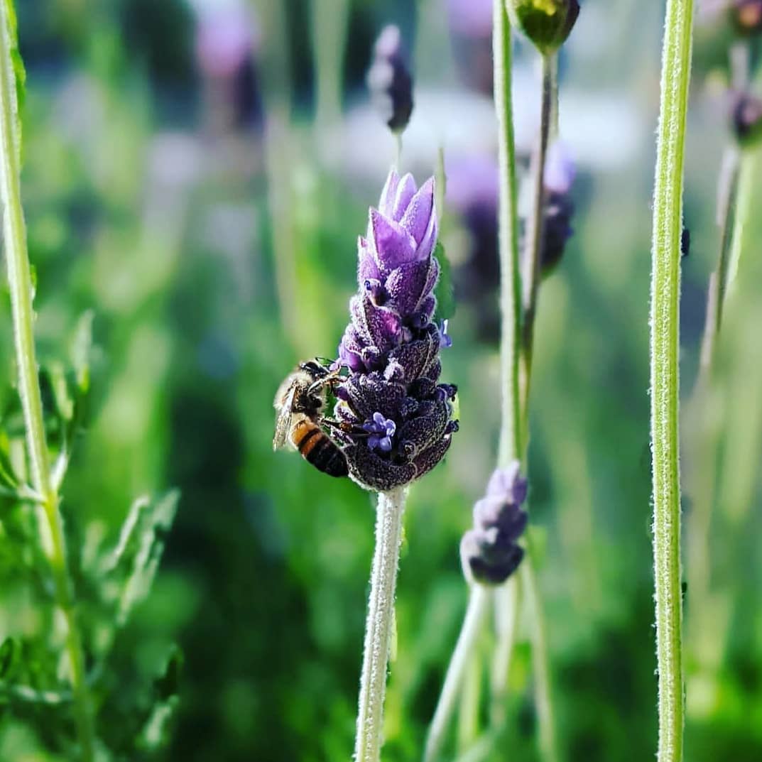 Grand Park lavender and bee