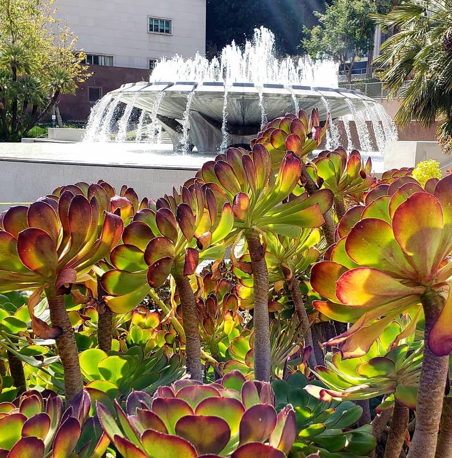 Grand Park fountain succulents